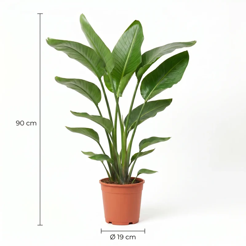 Strelitzia Nicolai