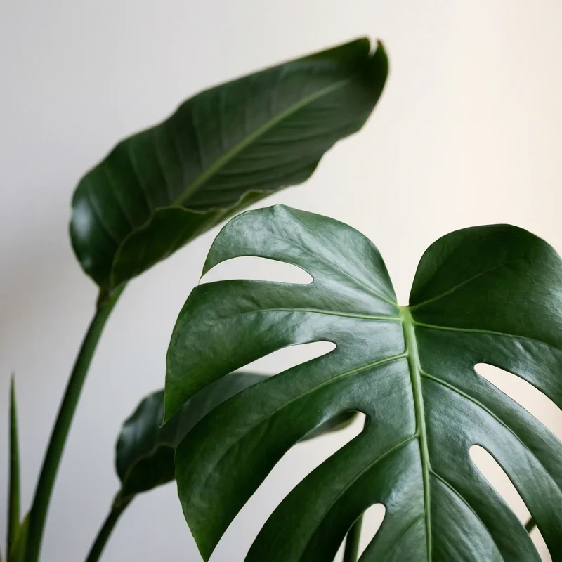 Monstera & Strelitzia Set