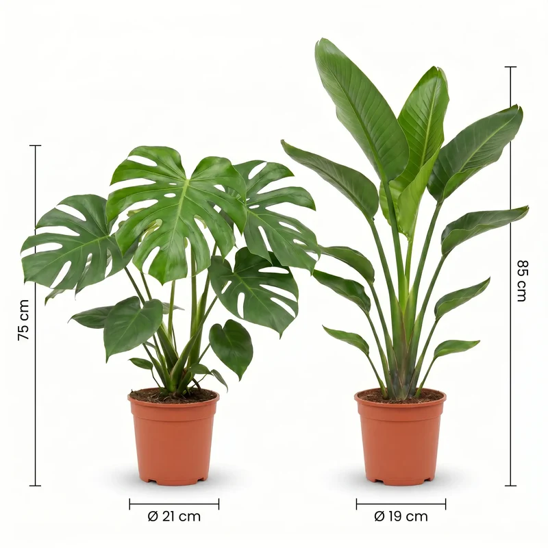 Monstera & Strelitzia Set