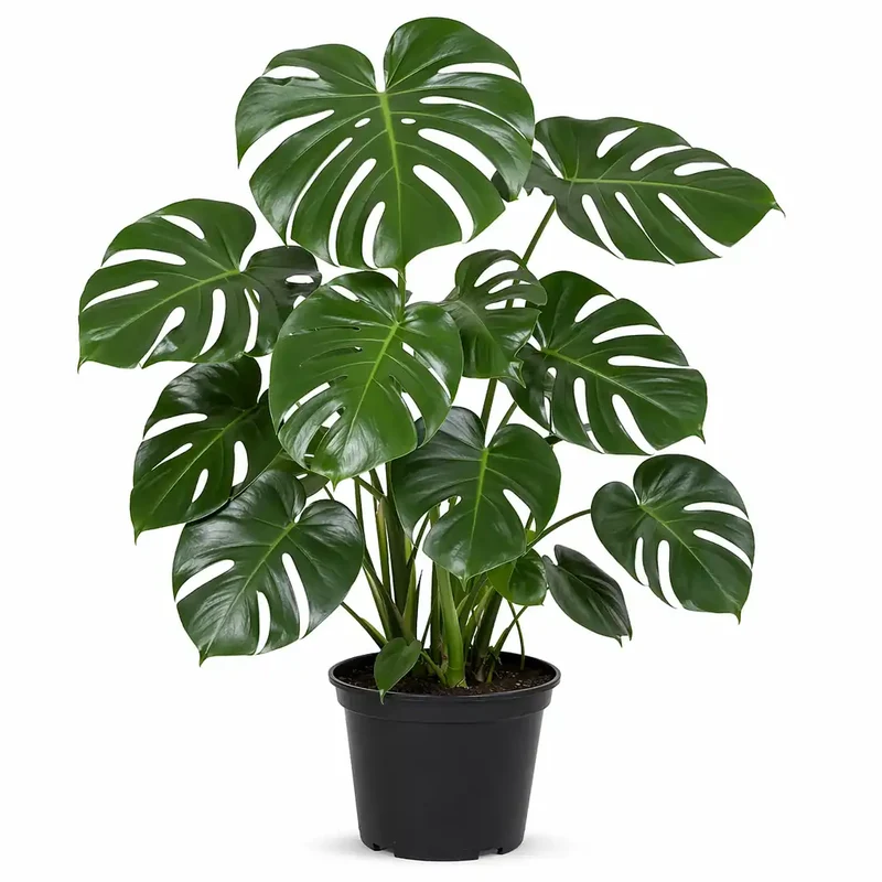 Monstera Deliciosa