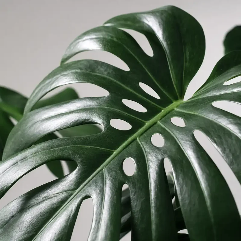 Monstera Deliciosa