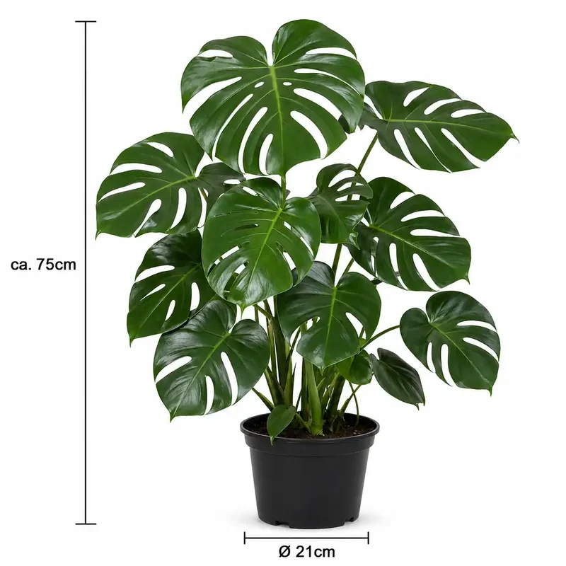 Monstera Deliciosa