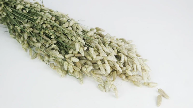 Briza maxima NL - 1 Strauß - Naturfarbe