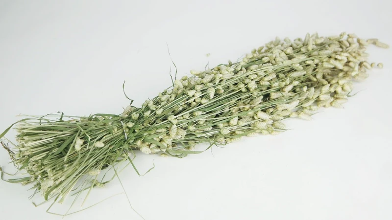 Briza maxima NL - 1 Strauß - Naturfarbe