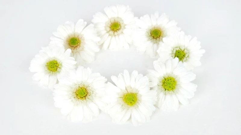 Gerbera konserviert Earth Matters - 9 Köpfe - White 015
