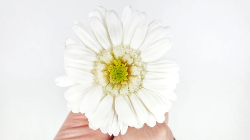 Gerbera konserviert Earth Matters - 9 Köpfe - White 015