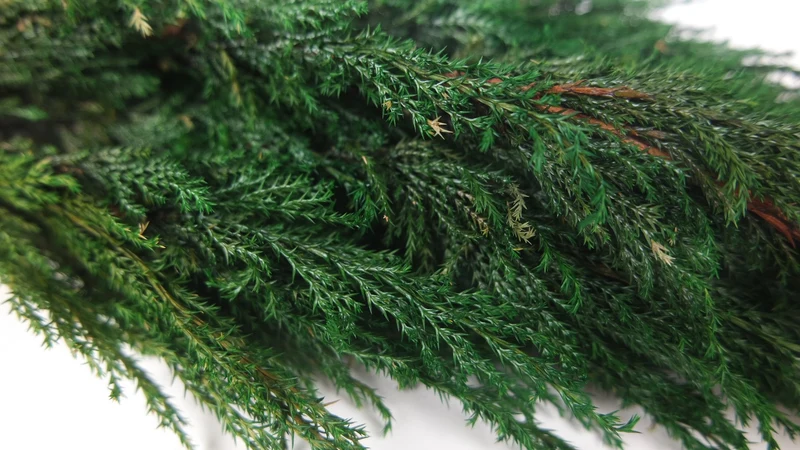 Thuja konserviert Earth Matters - 1 Bund - Green 700