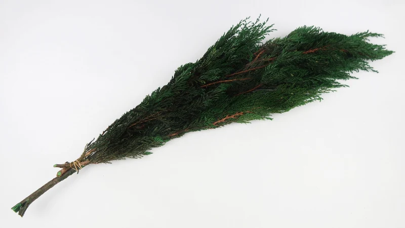 Thuja konserviert Earth Matters - 1 Bund - Green 700