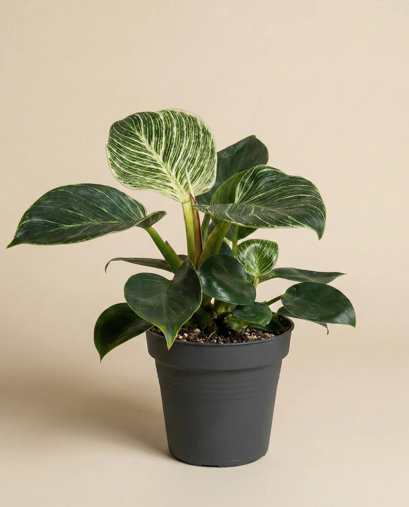 Philodendron 'Birkin' • feey