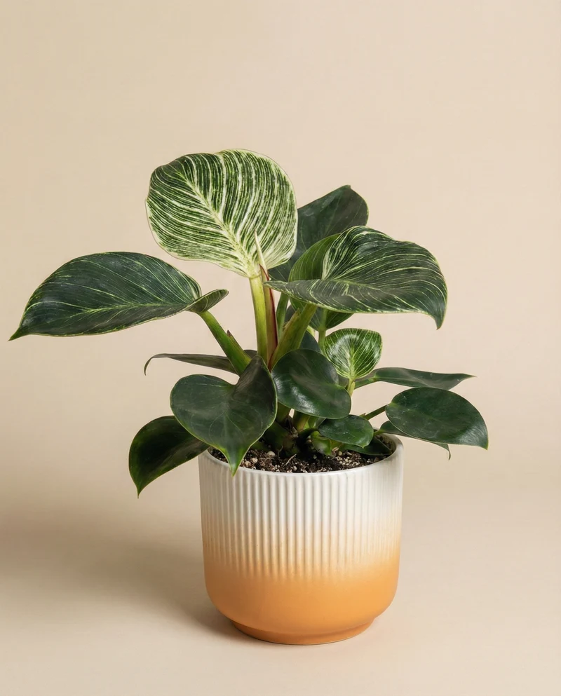 Philodendron 'Birkin' • feey