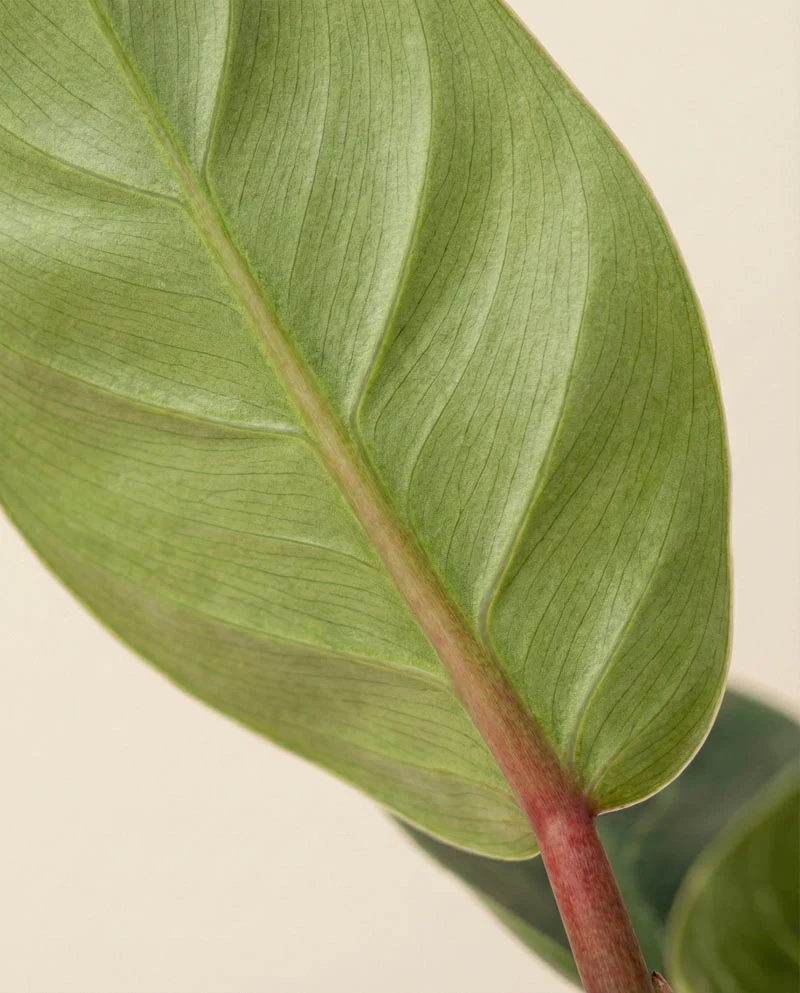 Philodendron 'Birkin' • feey