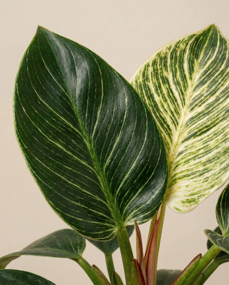Philodendron 'Birkin' • feey