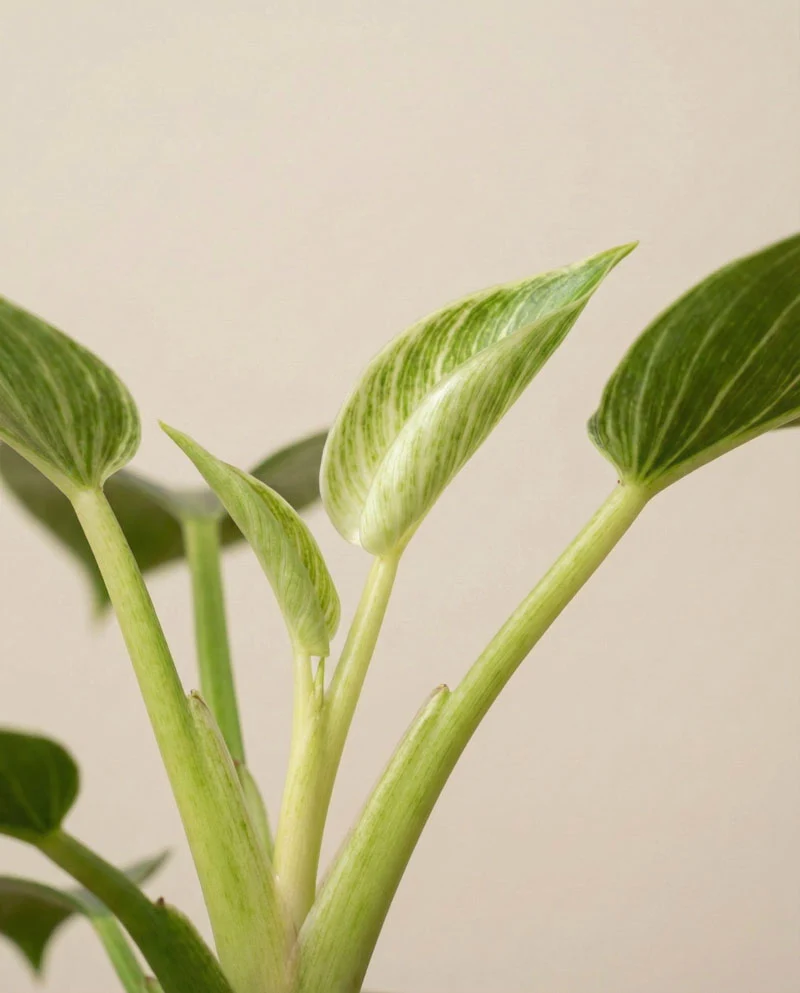 Philodendron 'Birkin' • feey