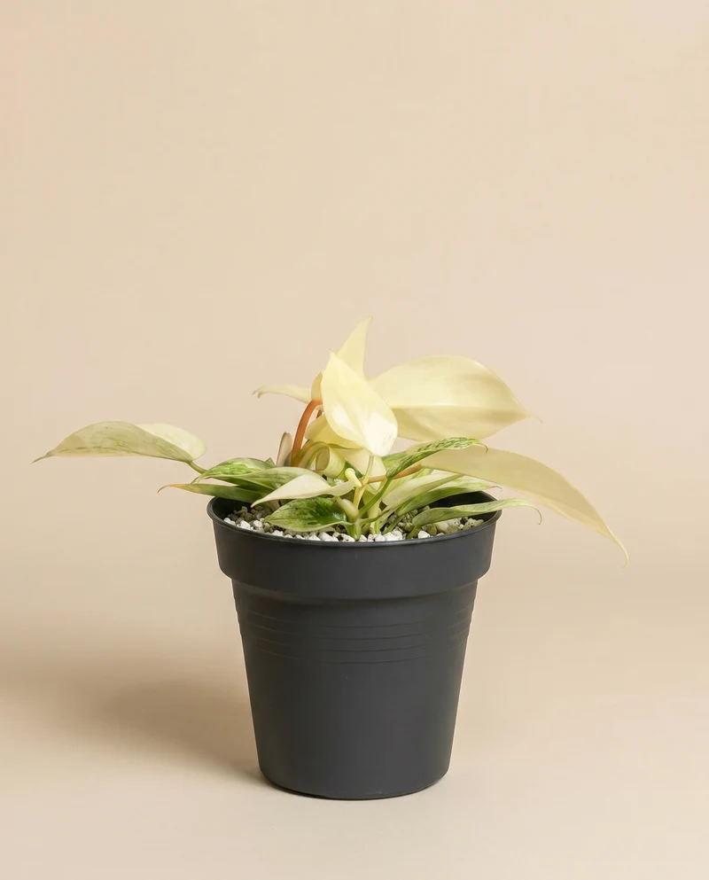 Philodendron 'Florida Ghost' • feey