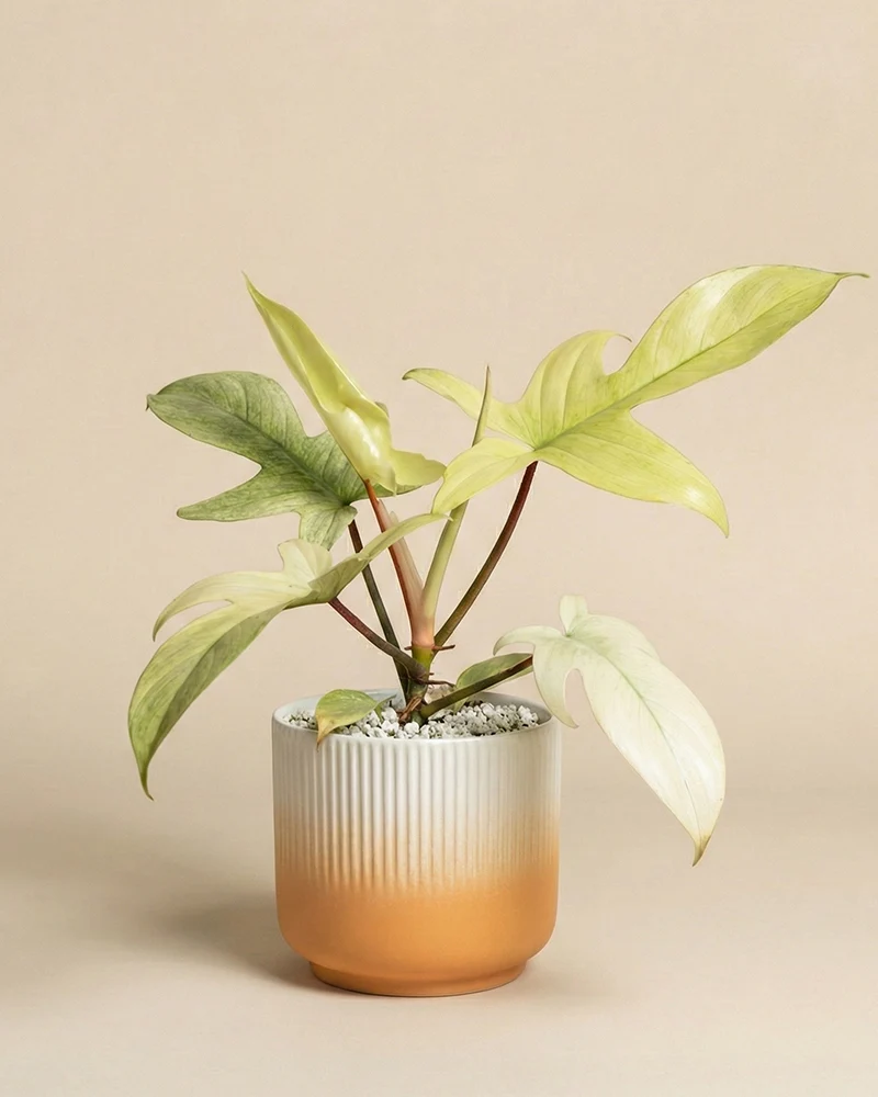 Philodendron 'Florida Ghost' • feey