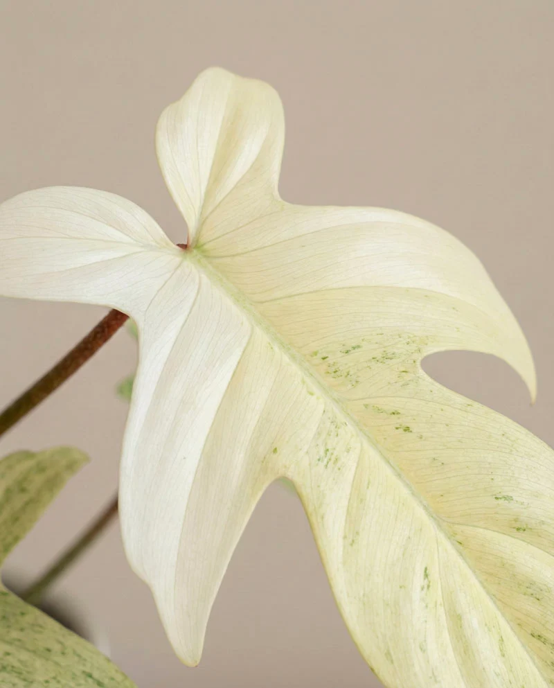 Philodendron 'Florida Ghost' • feey