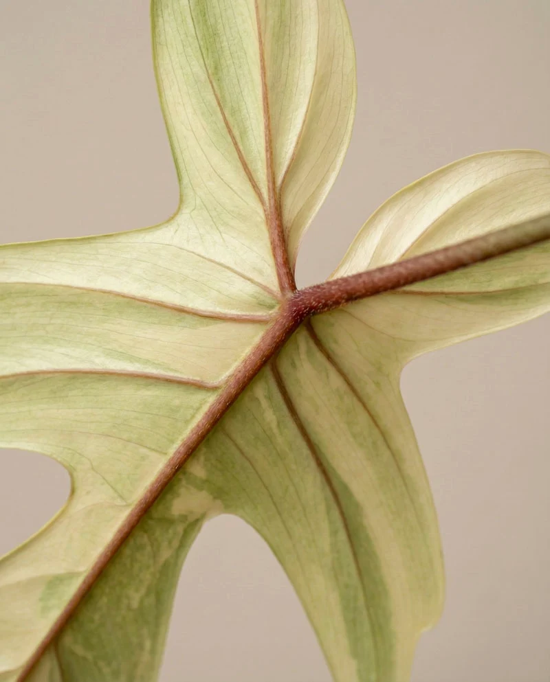 Philodendron 'Florida Ghost' • feey