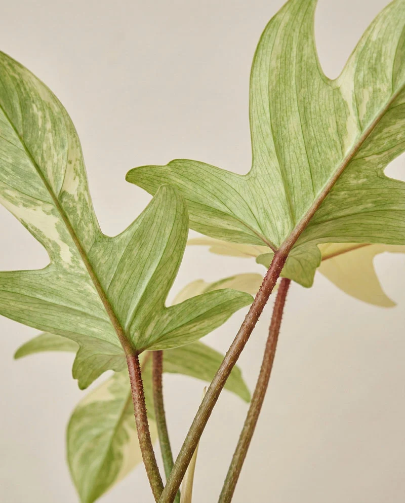 Philodendron 'Florida Ghost' • feey