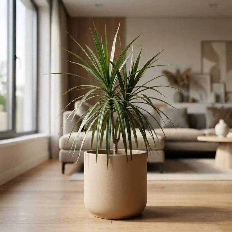 Drachenbaum Dracaena Marginata