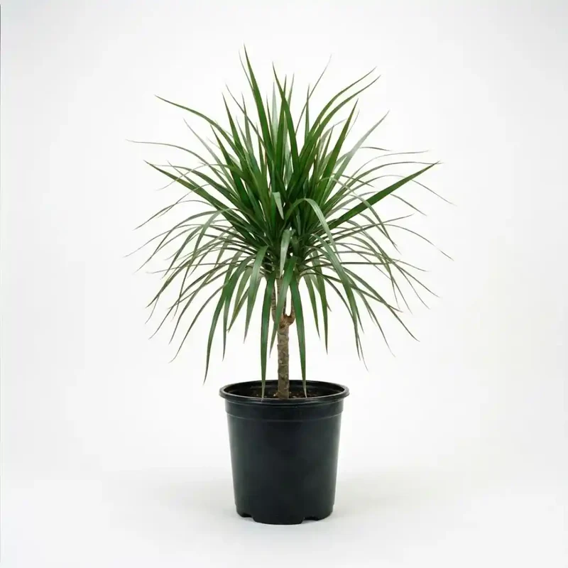 Drachenbaum Dracaena Marginata