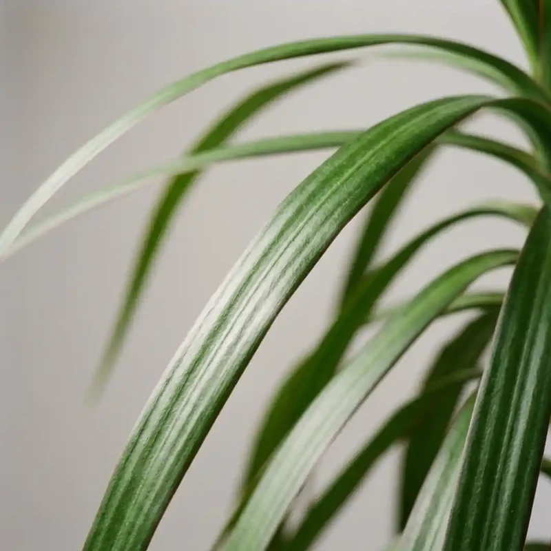 Drachenbaum Dracaena Marginata