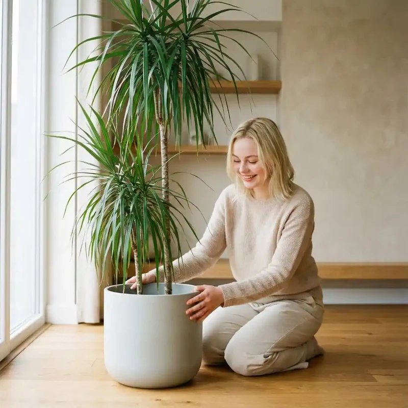 Drachenbaum Dracaena Marginata