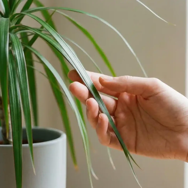 Drachenbaum Dracaena Marginata