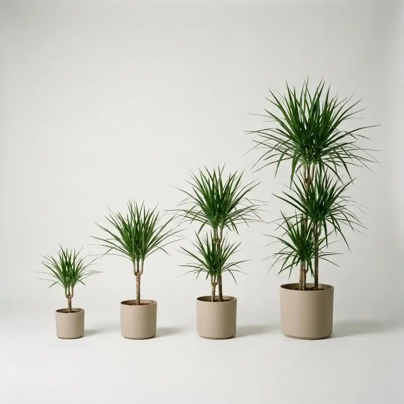 Drachenbaum Dracaena Marginata