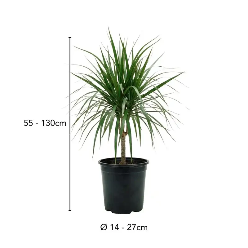 Drachenbaum Dracaena Marginata