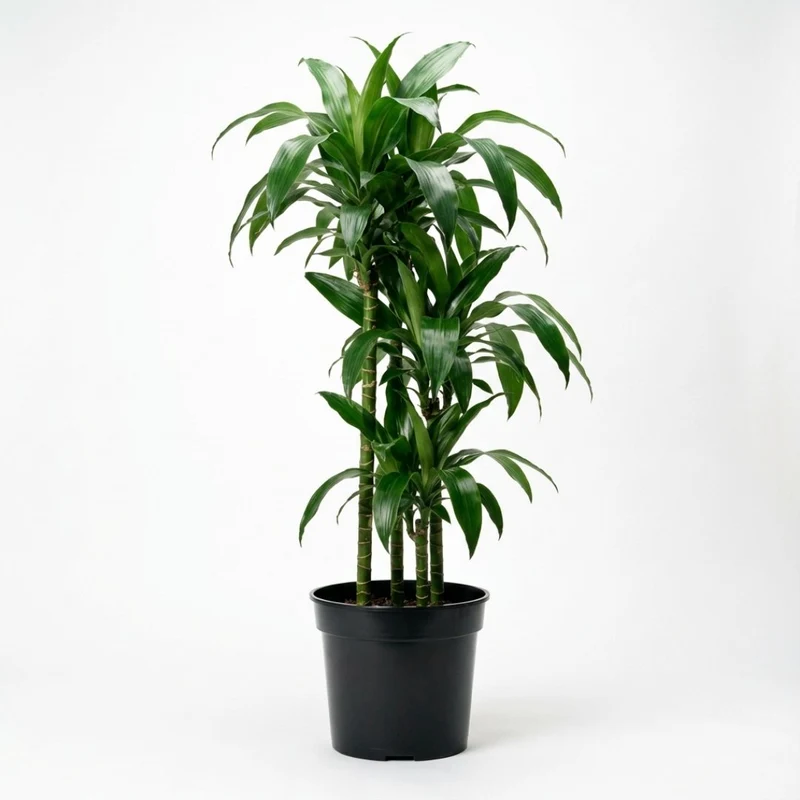 Drachenbaum Dracaena Janet Craig