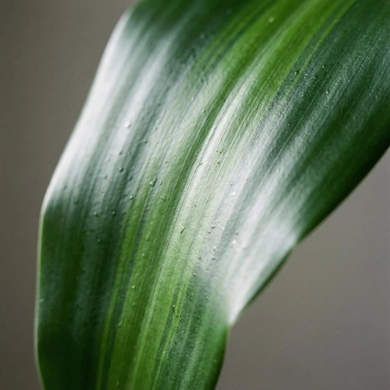 Drachenbaum Dracaena Janet Craig