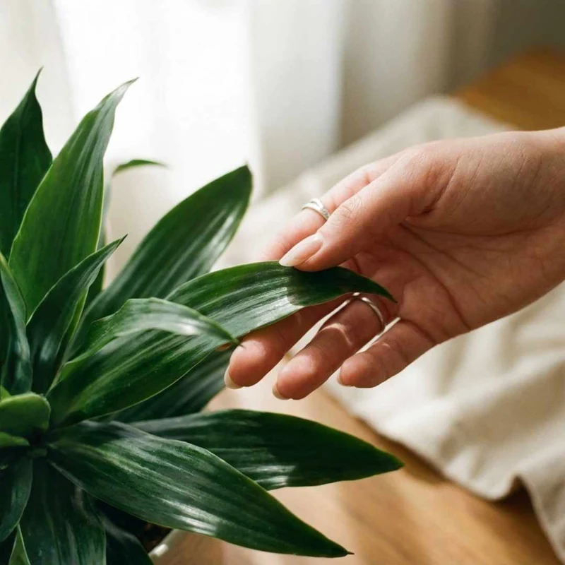 Drachenbaum Dracaena Janet Craig