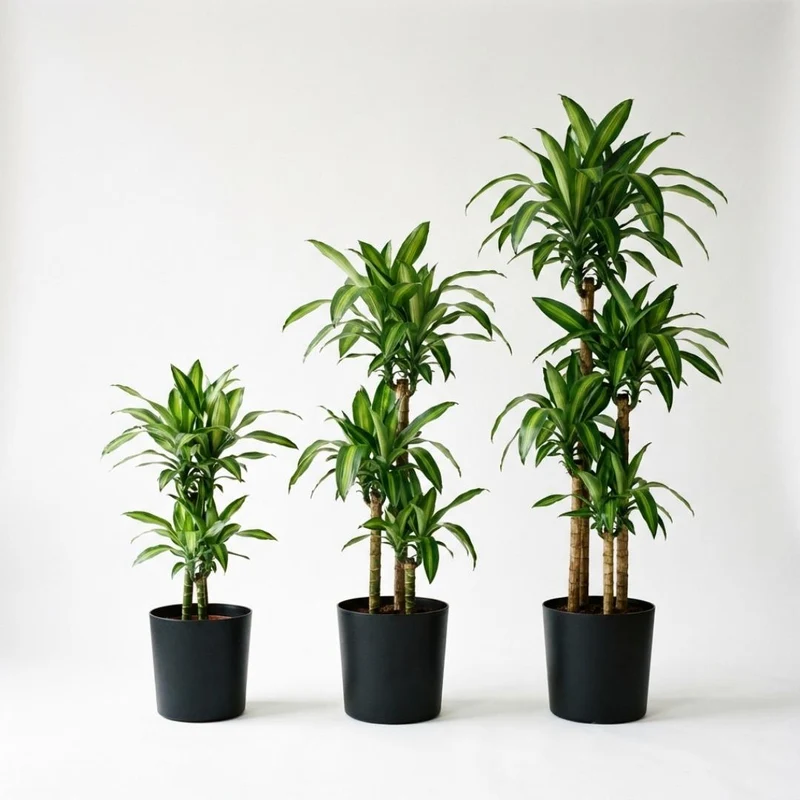 Drachenbaum Dracaena Janet Craig