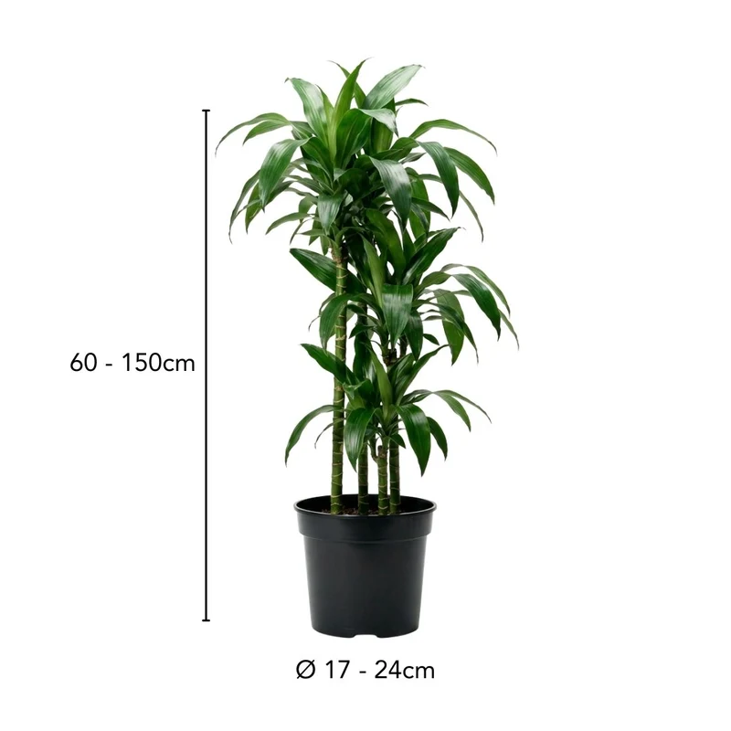 Drachenbaum Dracaena Janet Craig