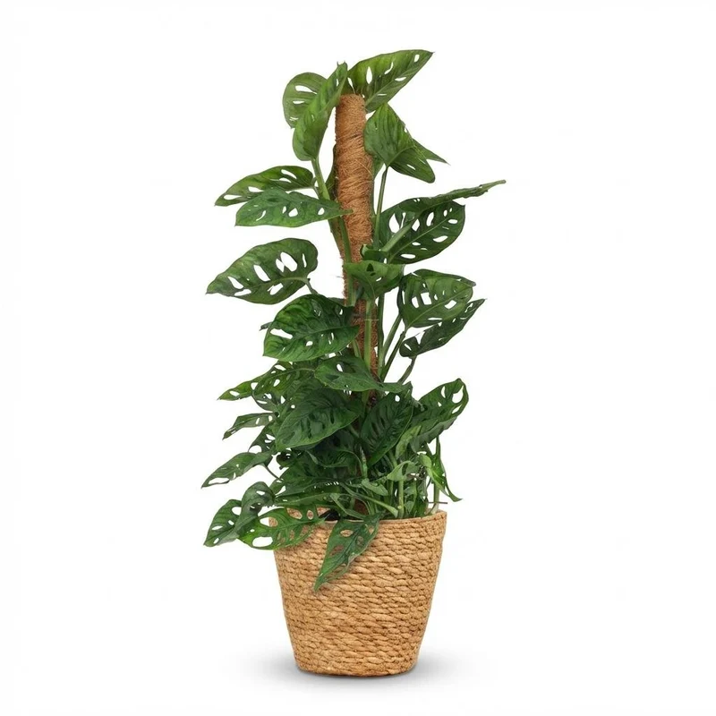 Monstera Adansonii Moosstab kaufen | Monkey Mask – ca. 90 cm
