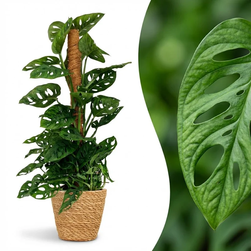 Monstera Adansonii Moosstab kaufen | Monkey Mask – ca. 90 cm
