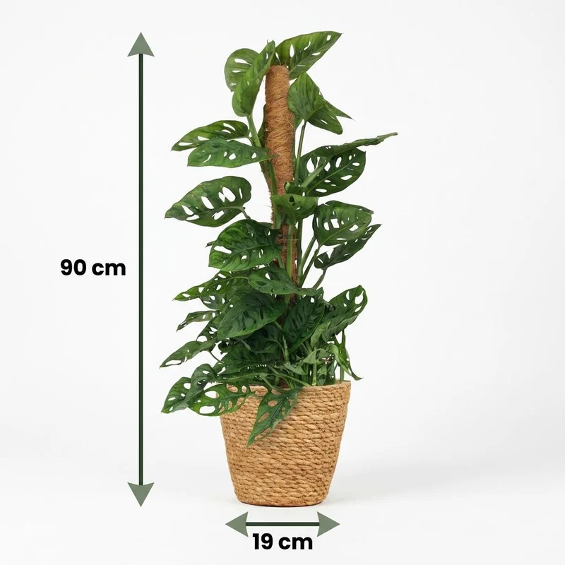 Monstera Adansonii Moosstab kaufen | Monkey Mask – ca. 90 cm