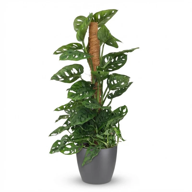 Monstera Adansonii Moosstab kaufen | Monkey Mask – ca. 90 cm
