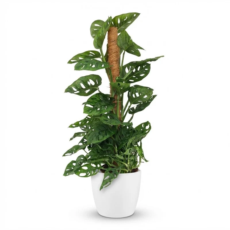 Monstera Adansonii Moosstab kaufen | Monkey Mask – ca. 90 cm