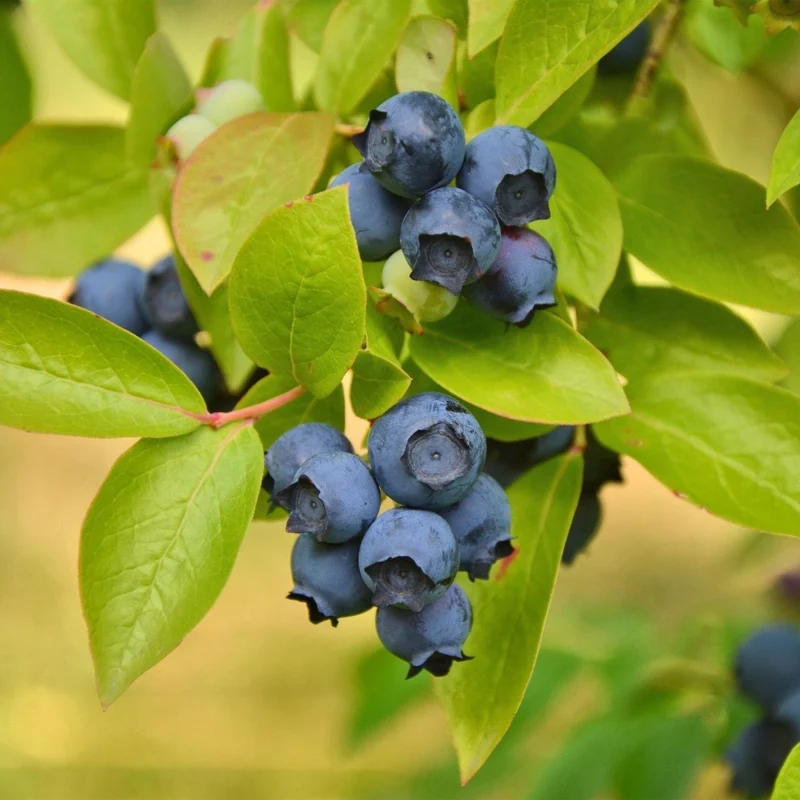 Blaubeere - Vaccinium corymbosum Patriot - 2 Plants - Topf 15cm - Höhe 50cm
