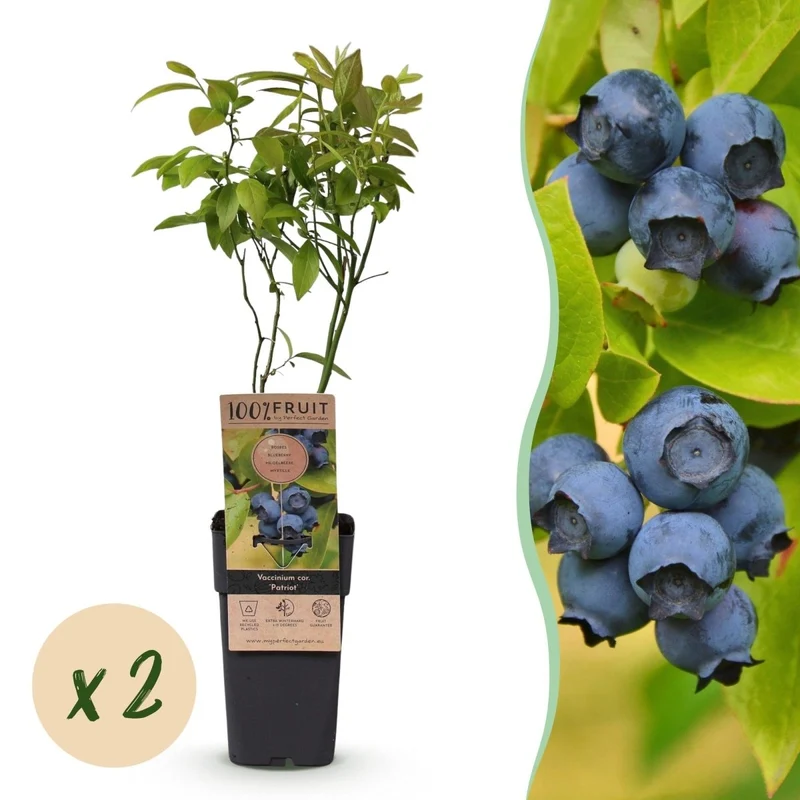 Blaubeere - Vaccinium corymbosum Patriot - 2 Plants - Topf 15cm - Höhe 50cm