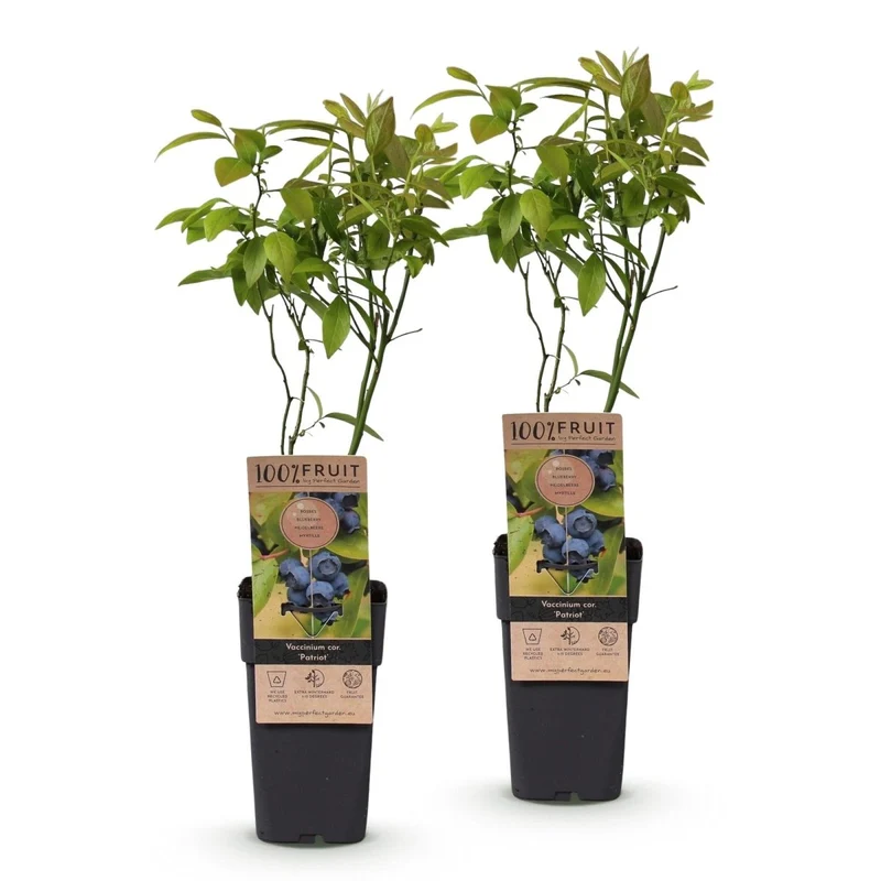 Blaubeere - Vaccinium corymbosum Patriot - 2 Plants - Topf 15cm - Höhe 50cm