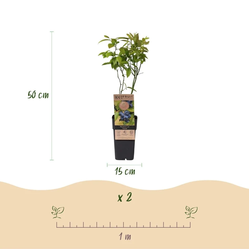 Blaubeere - Vaccinium corymbosum Patriot - 2 Plants - Topf 15cm - Höhe 50cm