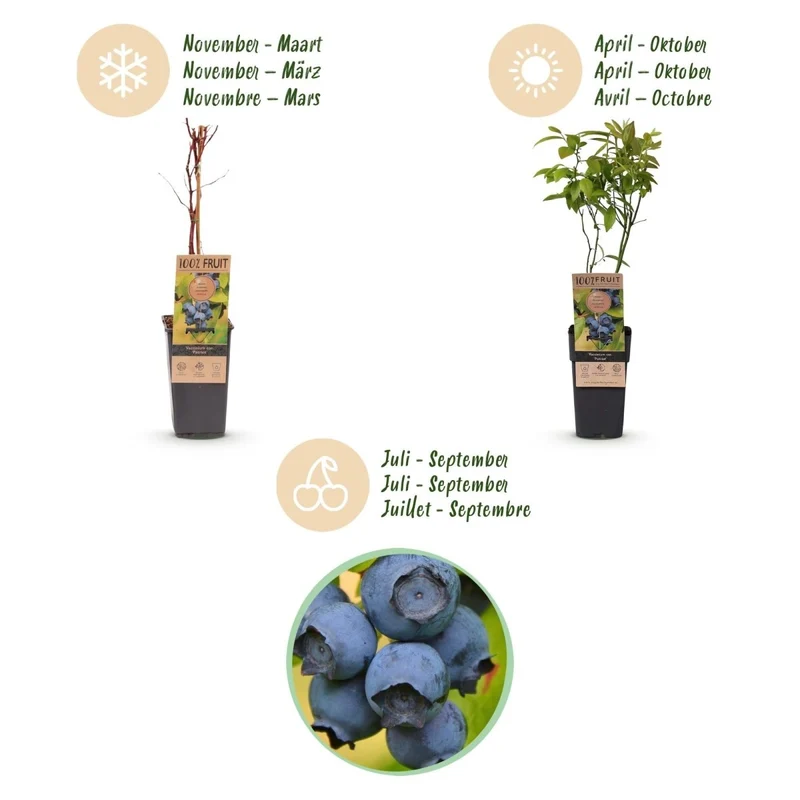 Blaubeere - Vaccinium corymbosum Patriot - 2 Plants - Topf 15cm - Höhe 50cm