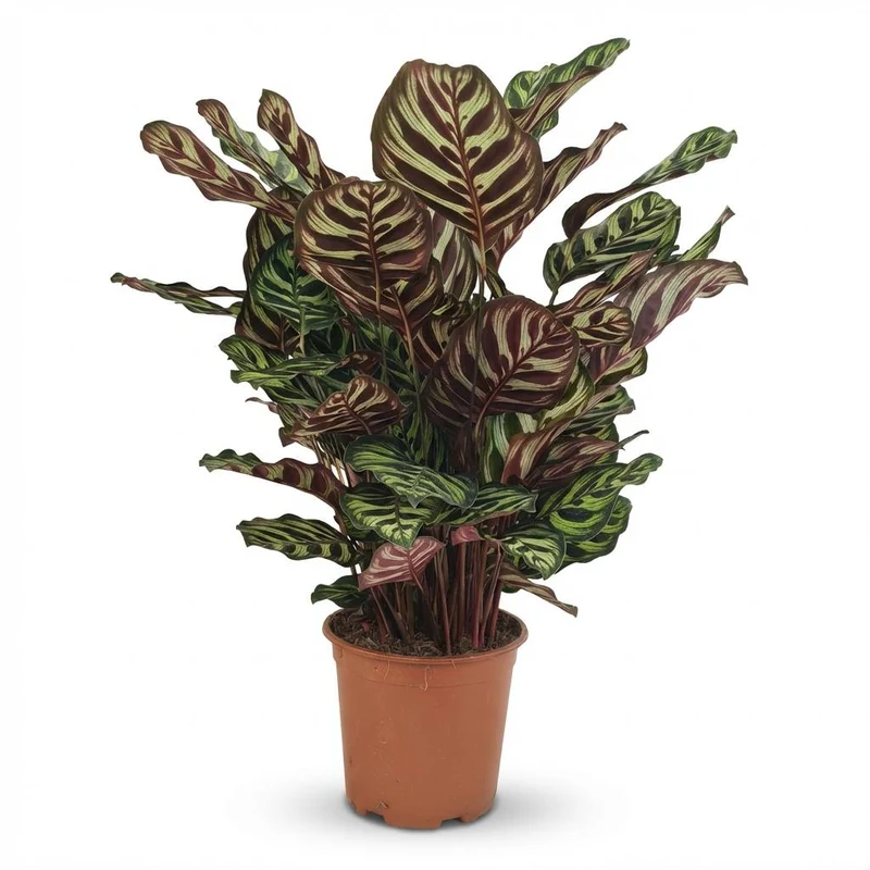 Calathea Makoyana kaufen | Pfauen-Korbmarante – Topf Ø 19 cm, Höhe 70 cm