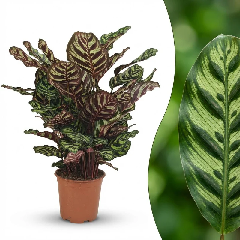 Calathea Makoyana kaufen | Pfauen-Korbmarante – Topf Ø 19 cm, Höhe 70 cm