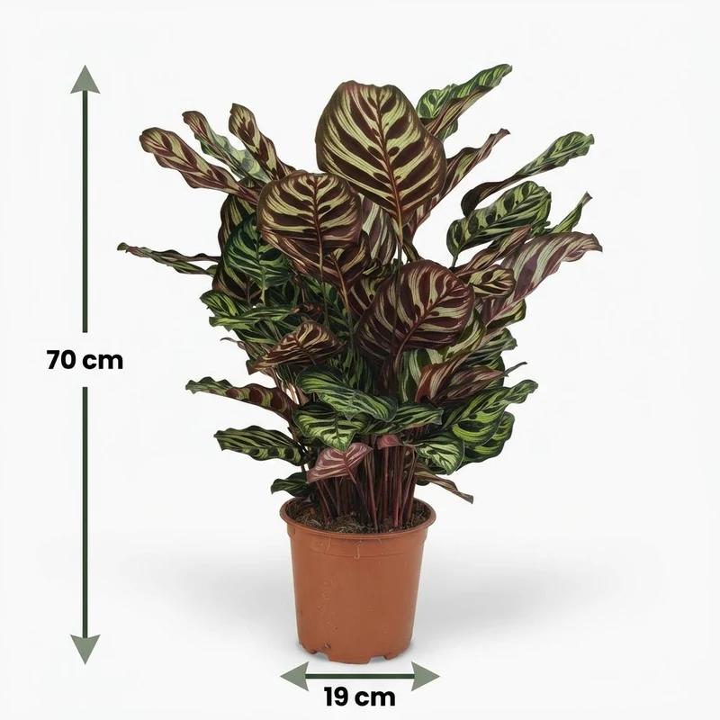 Calathea Makoyana kaufen | Pfauen-Korbmarante – Topf Ø 19 cm, Höhe 70 cm