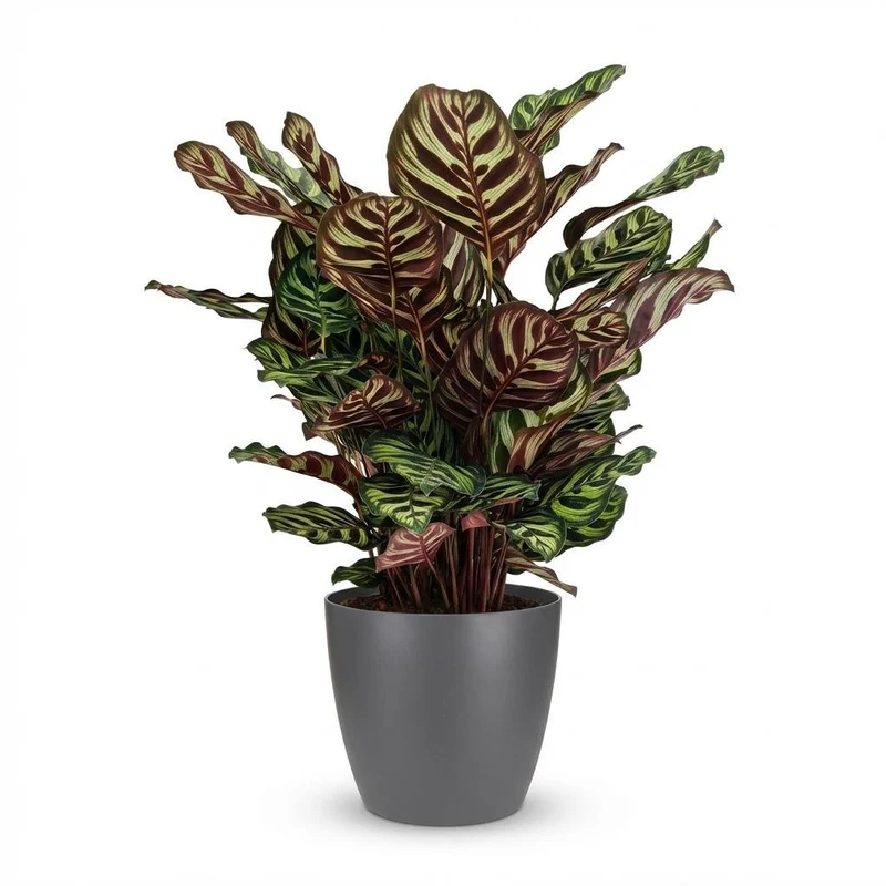 Calathea Makoyana kaufen | Pfauen-Korbmarante – Topf Ø 19 cm, Höhe 70 cm