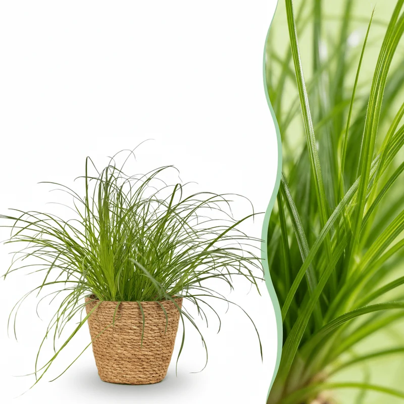 Katzengras kaufen | Cyperus Zumula – Topf Ø 12 cm