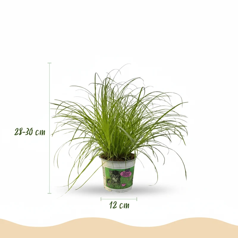Katzengras kaufen | Cyperus Zumula – Topf Ø 12 cm